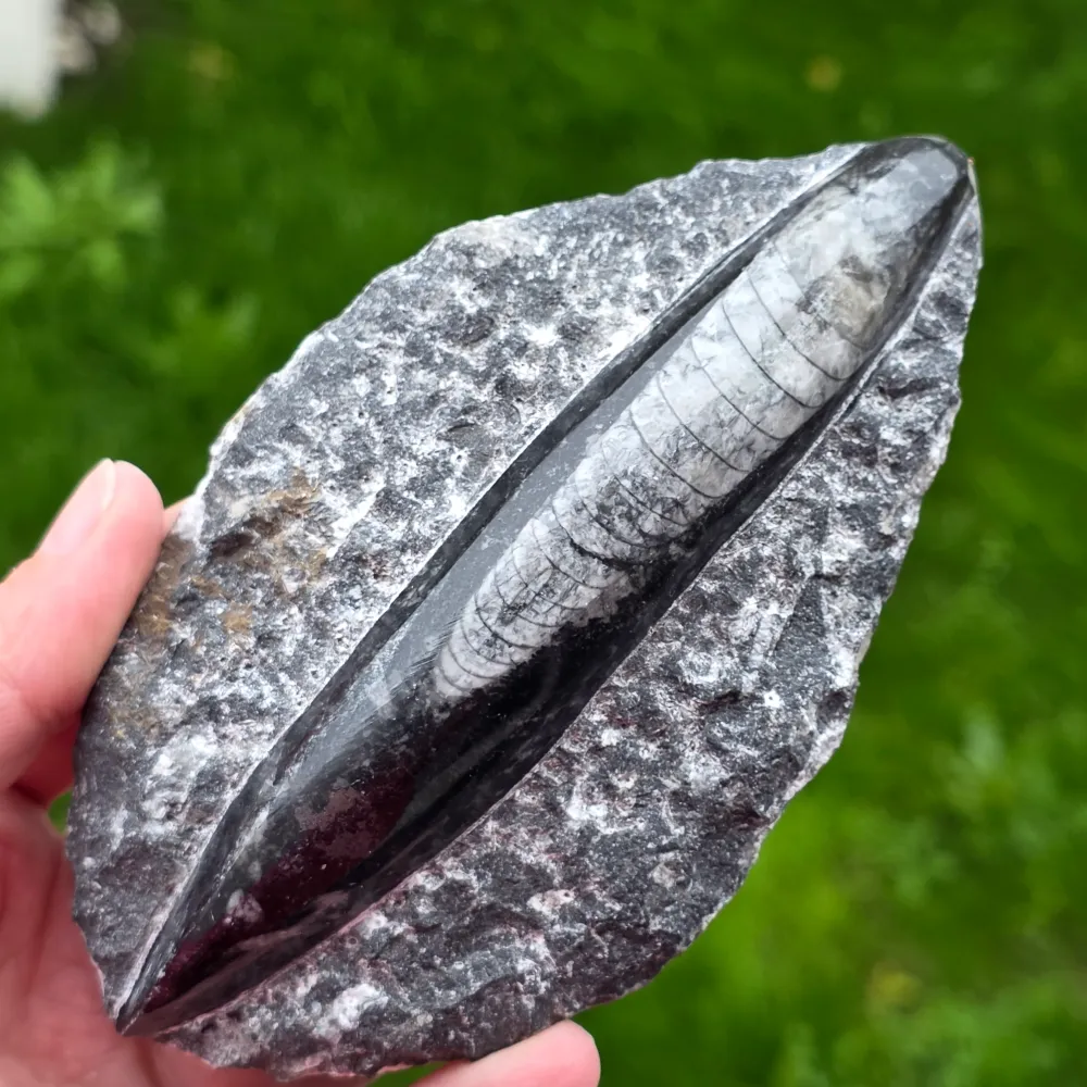 Foszil Orthoceras modell 4