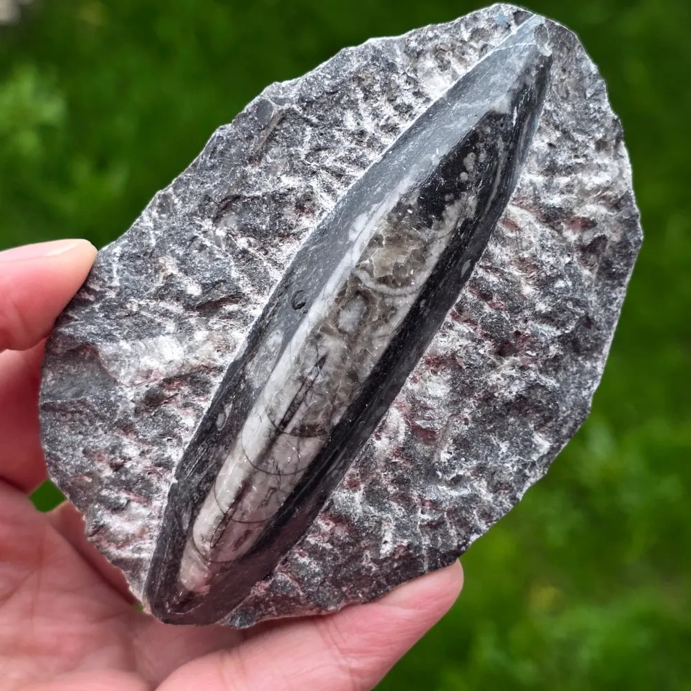 Ortoceras fosszília modell 3