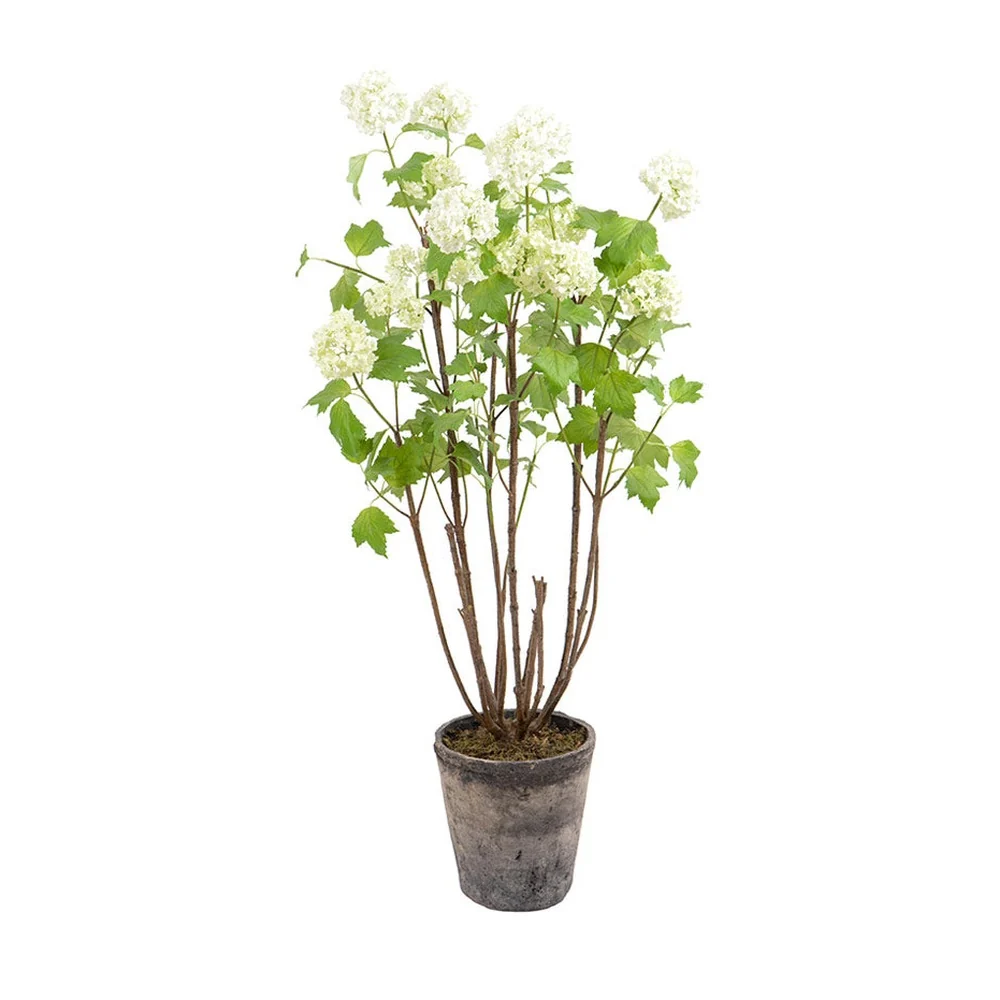 VIBURNUM krém mű labdarózsa bokor 97 cm