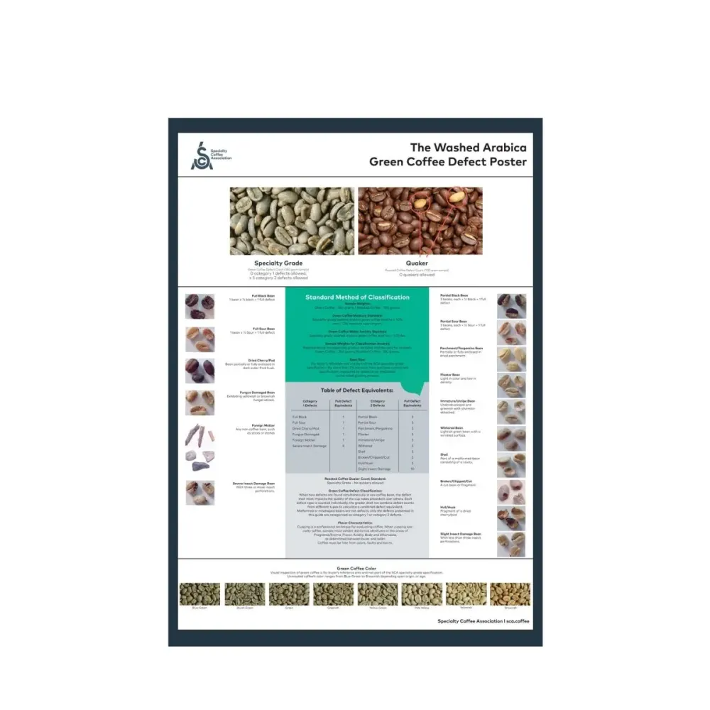 Arabica poszter - angol - SCA