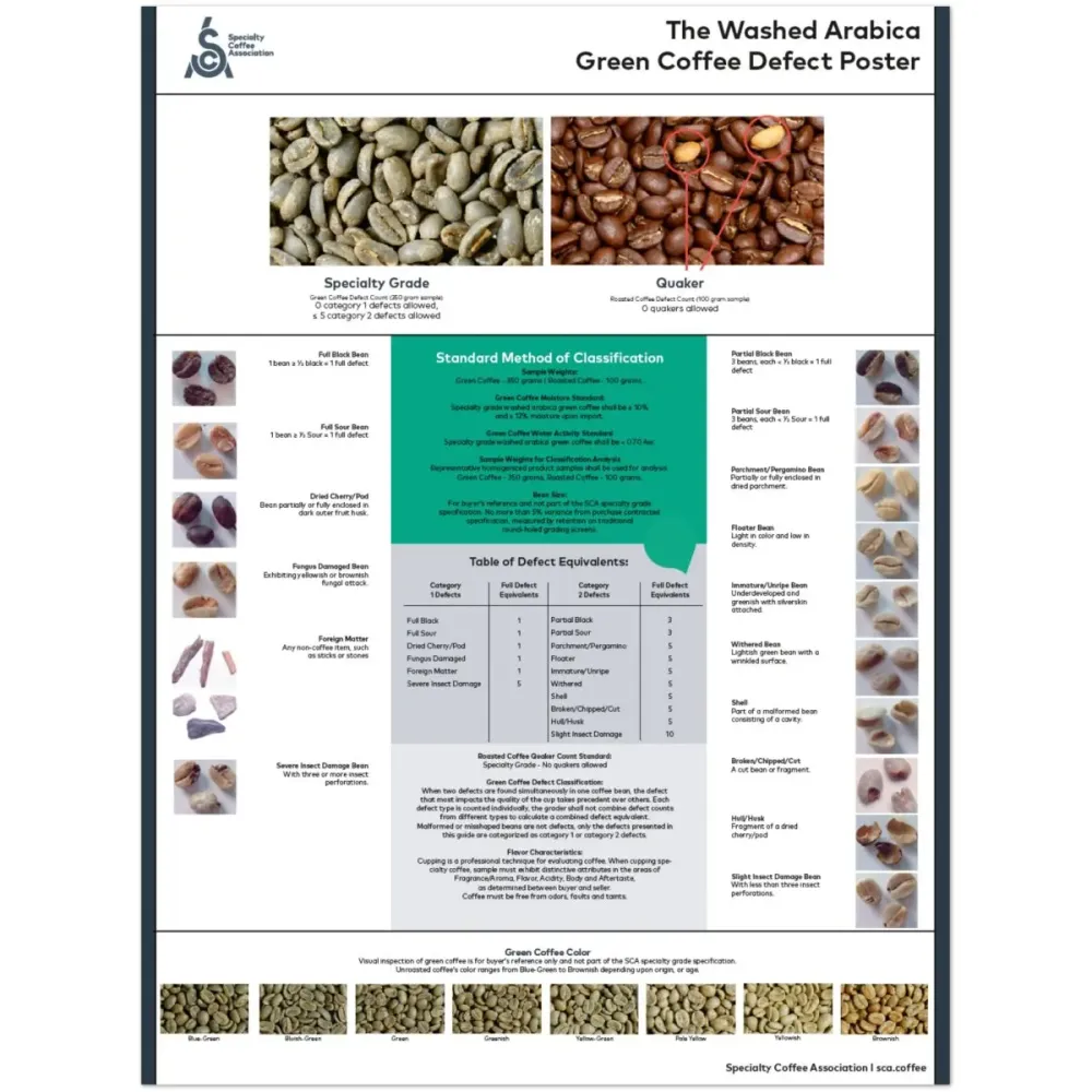 Arabica poszter - angol - SCA