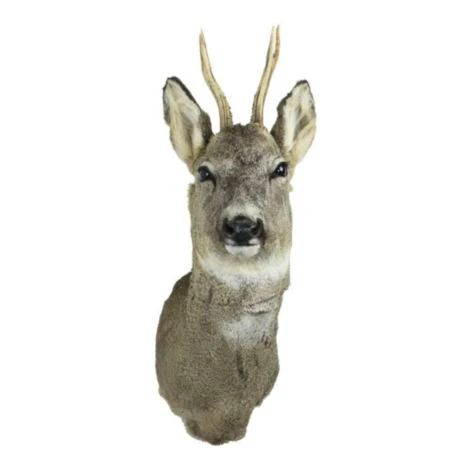 Őzbak Fali Trófea (Capreolus capreolus)