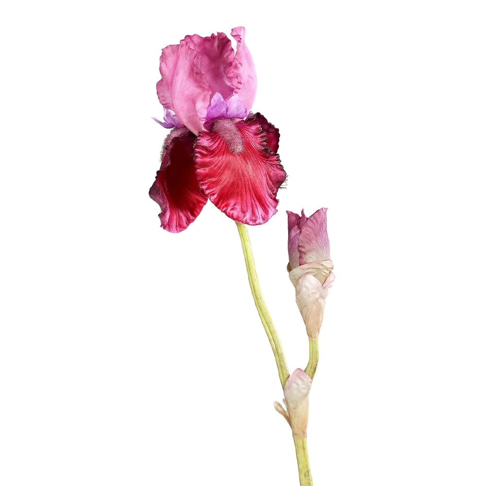 IRIS fukszia mű írisz 80 cm