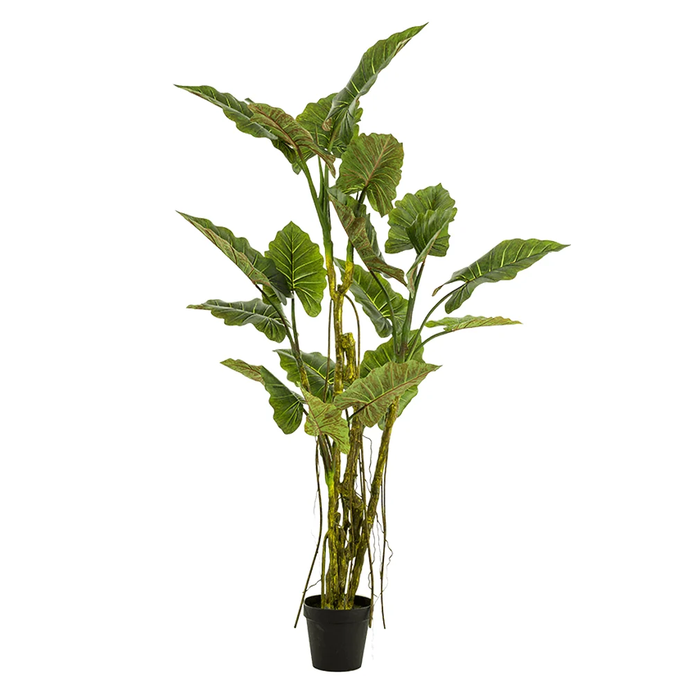 COLOCASIA mű táró bokor 195 cm