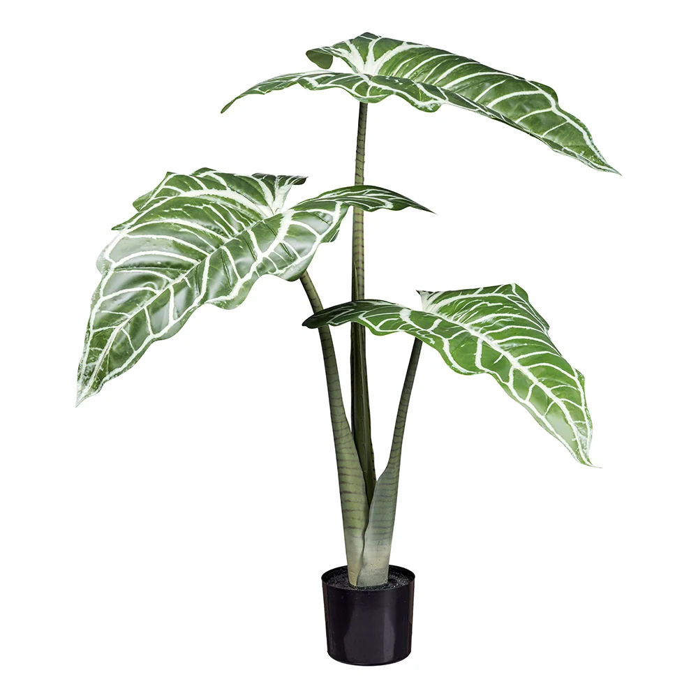 COLOCASIA zöld mű fehér láva kolokázia bokor 130 cm