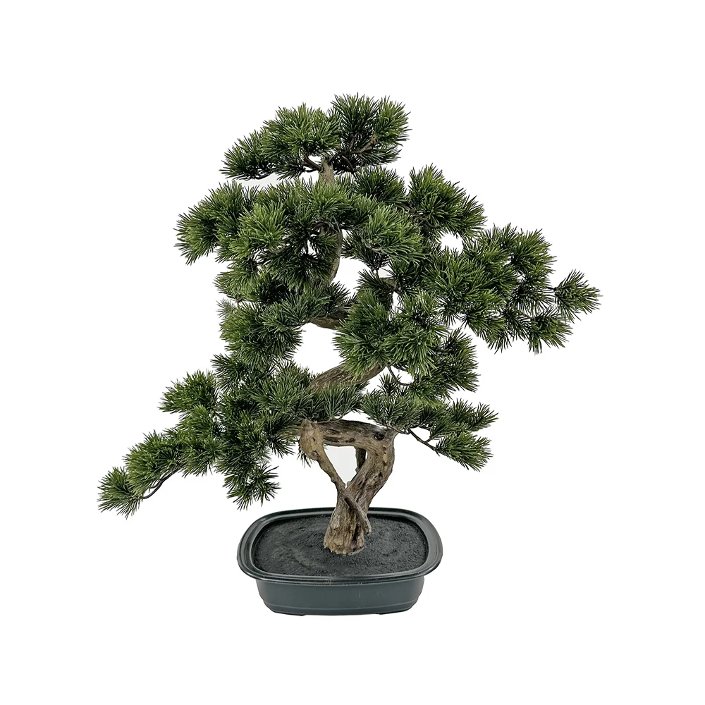 BONSAI PINE zöld mű fenyő bonsai fa 68 cm
