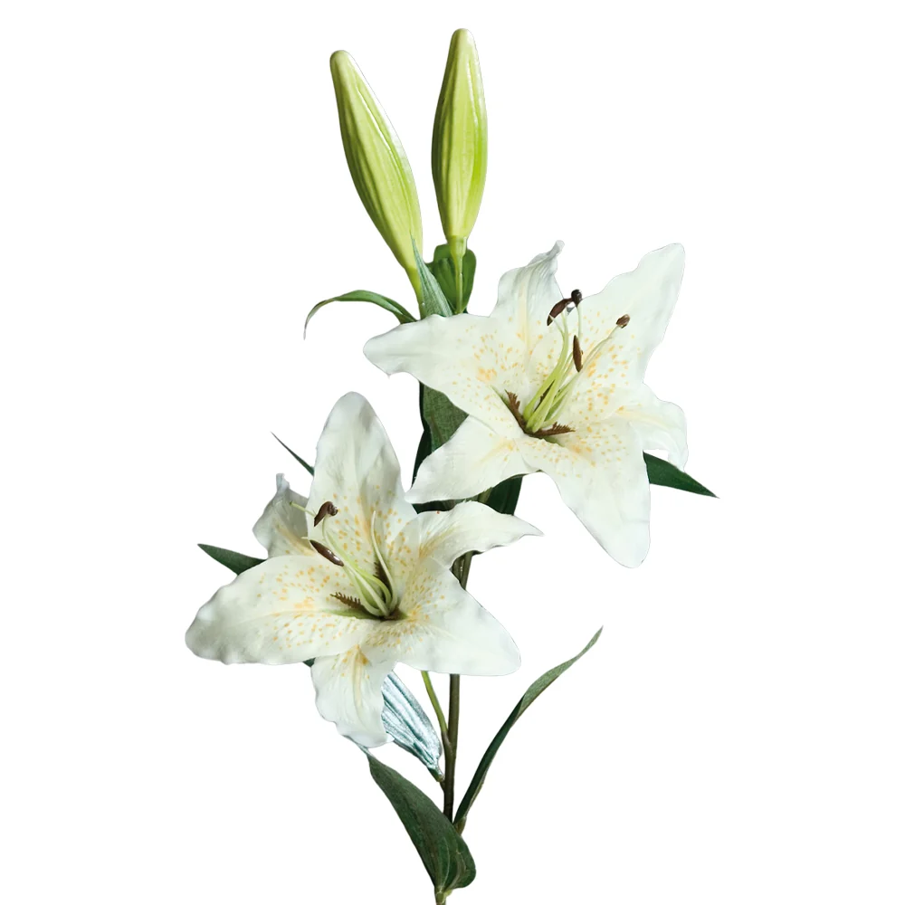 LILIUM REGALE fehér mű királyliliom 84 cm