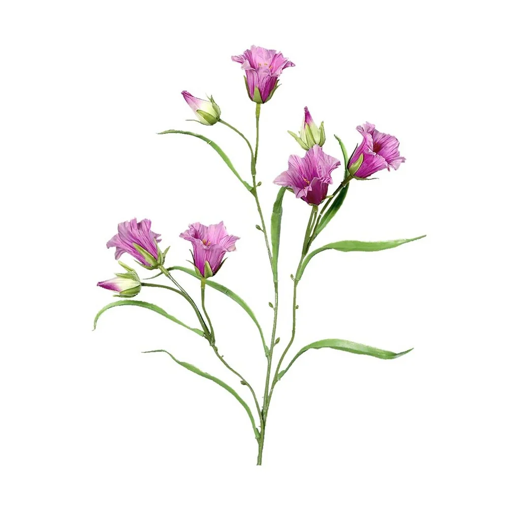 CAMPANULA mályva mű harangvirág 66 cm