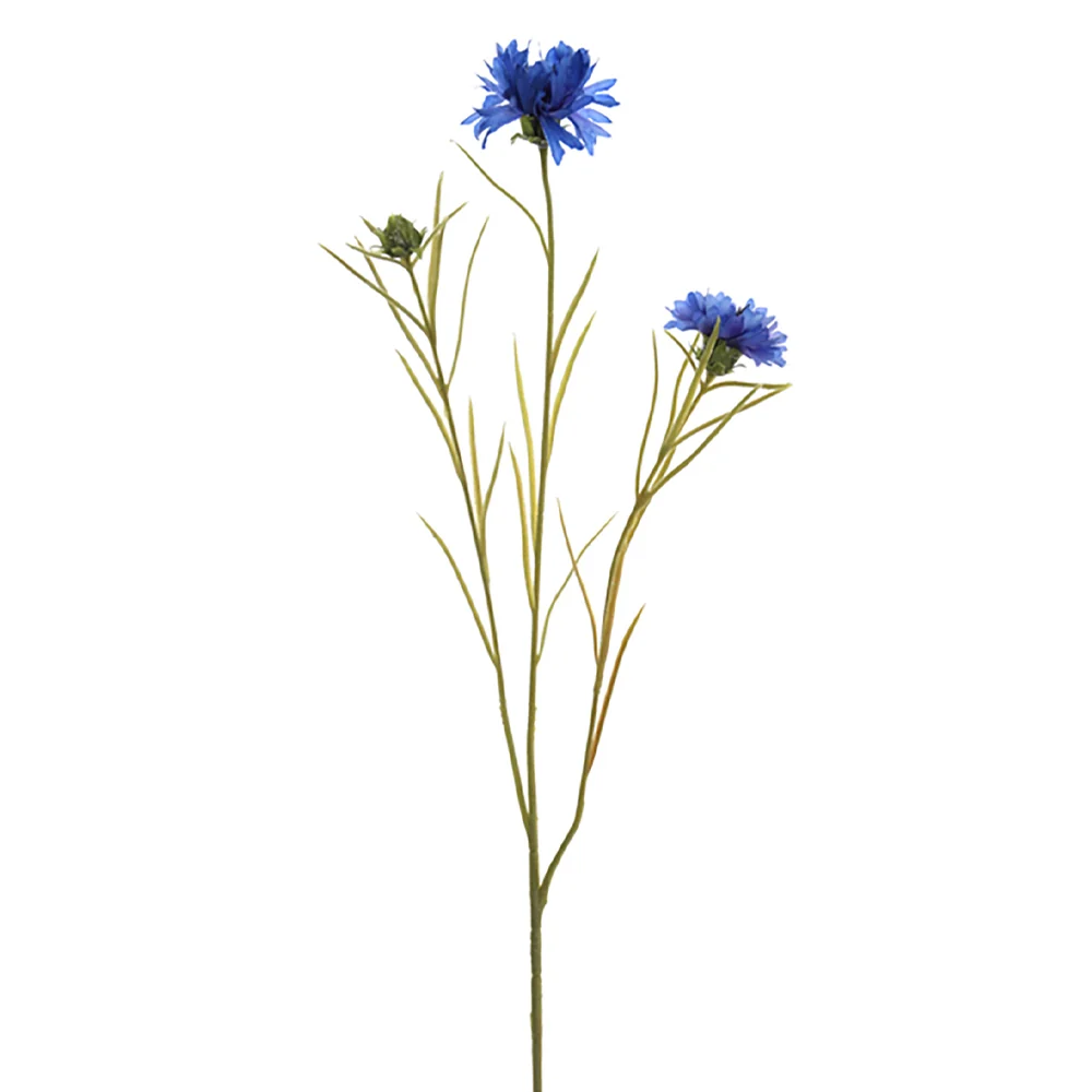 CENTAUREA CYANUS kék mű búzavirág 66 cm