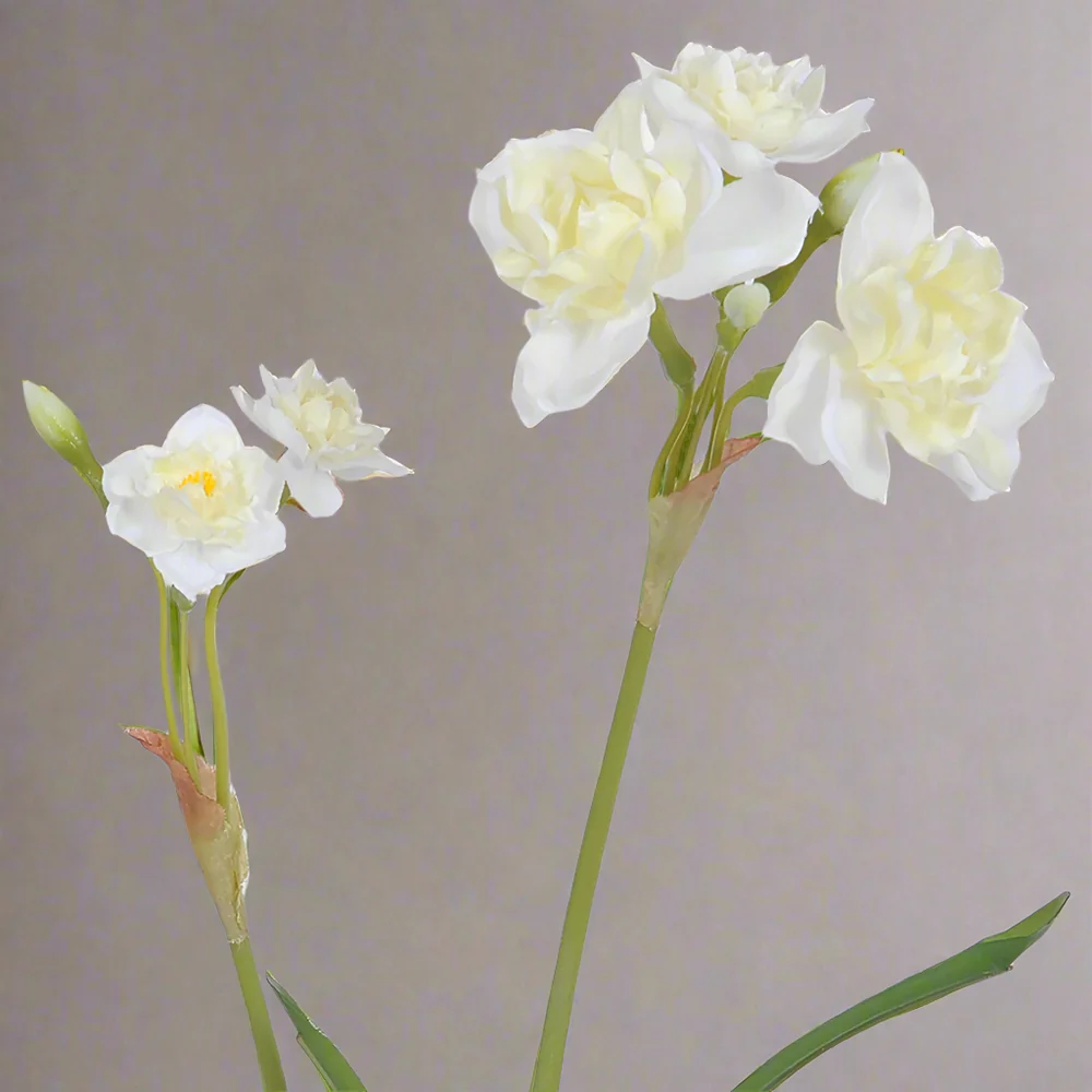 NARCISSUS krém mű nárcisz 67 cm