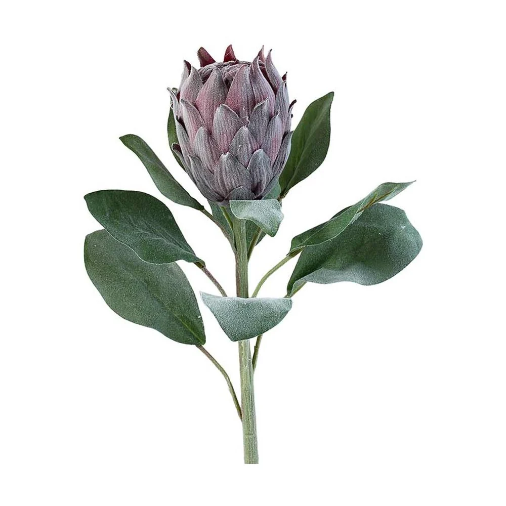Protea művirág 72 cm lila "Protea Barbigera"
