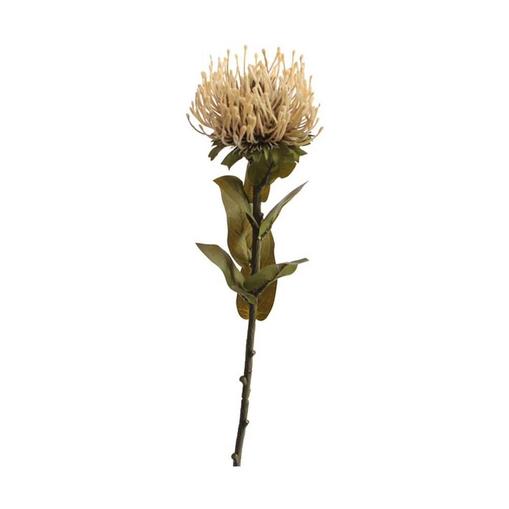 Protea művirág 73 cm vanília "Protea"