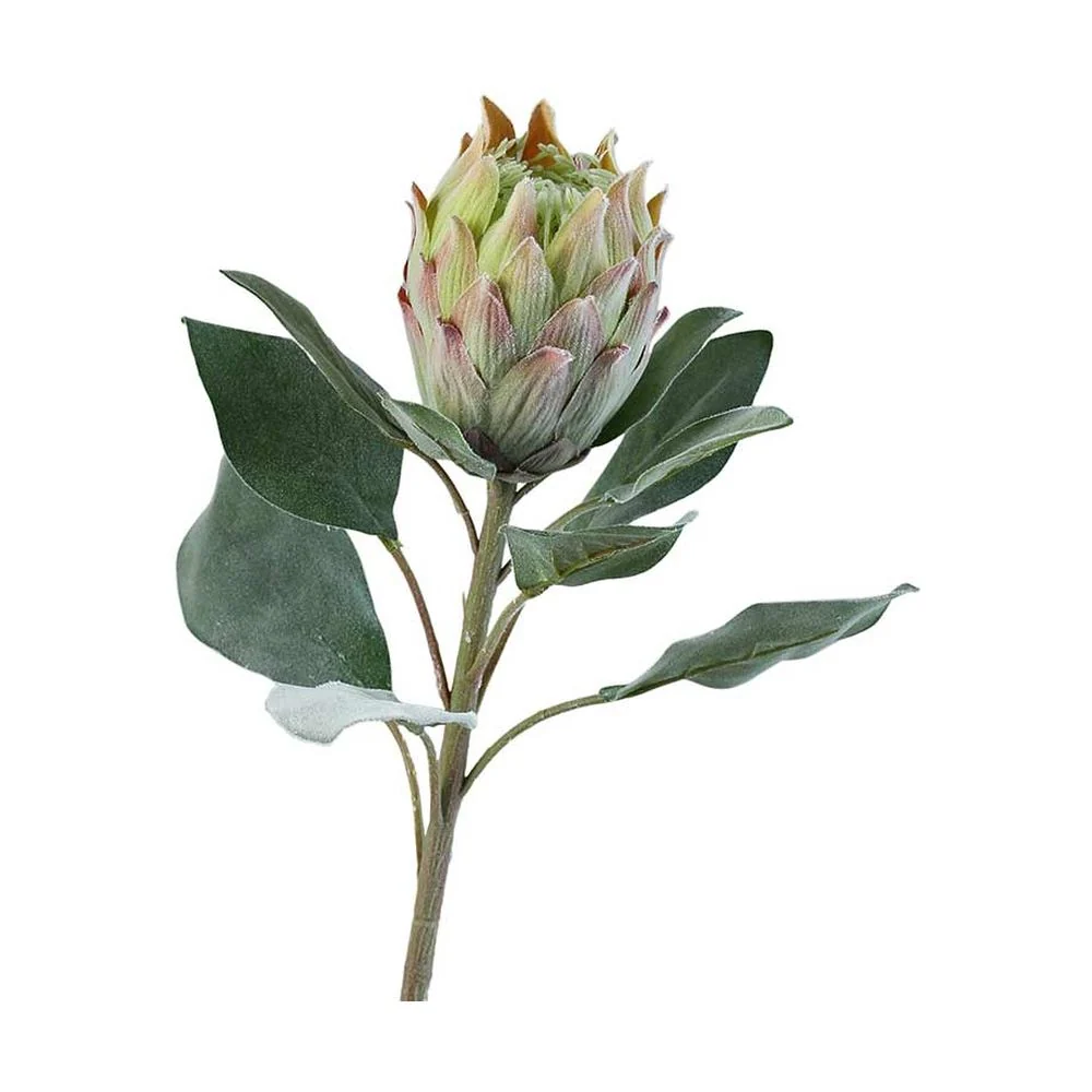 Protea művirág 72 cm zöld "Protea Barbigera"