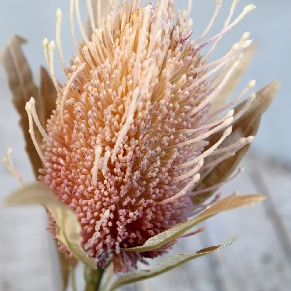 PROTEA szárított hatású protea művirág 60 cm