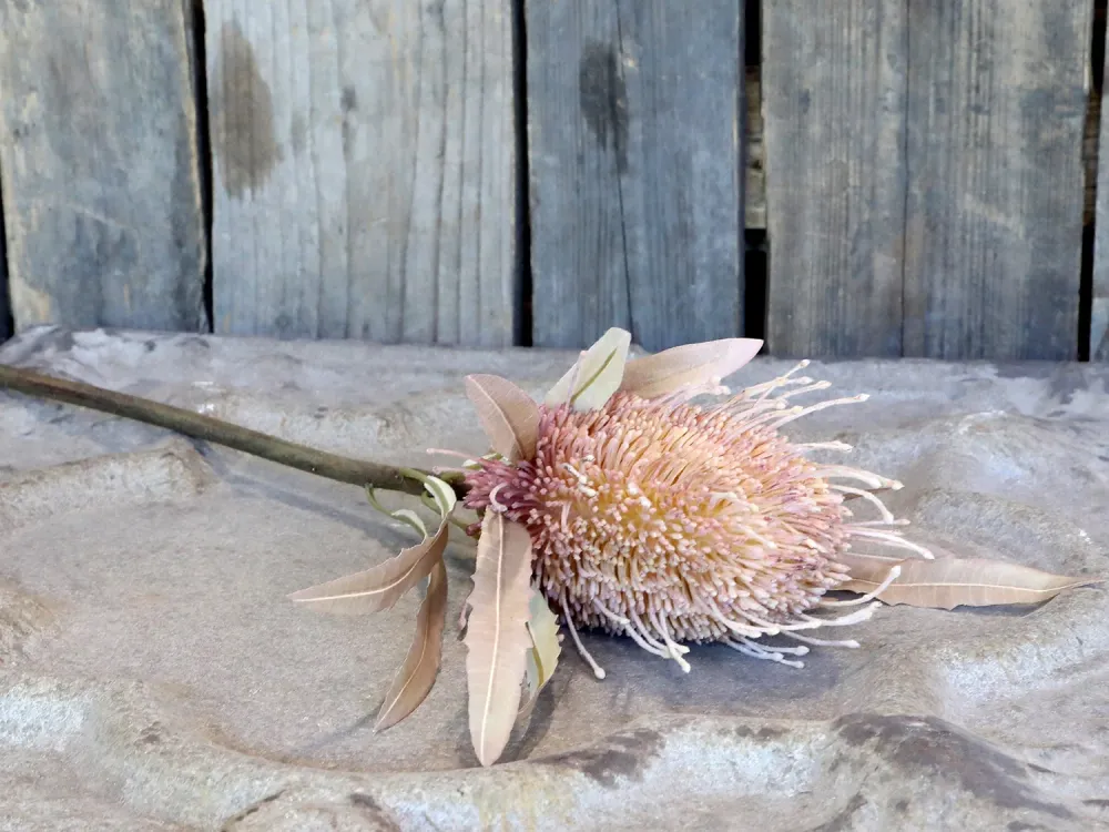 PROTEA szárított hatású protea művirág 60 cm