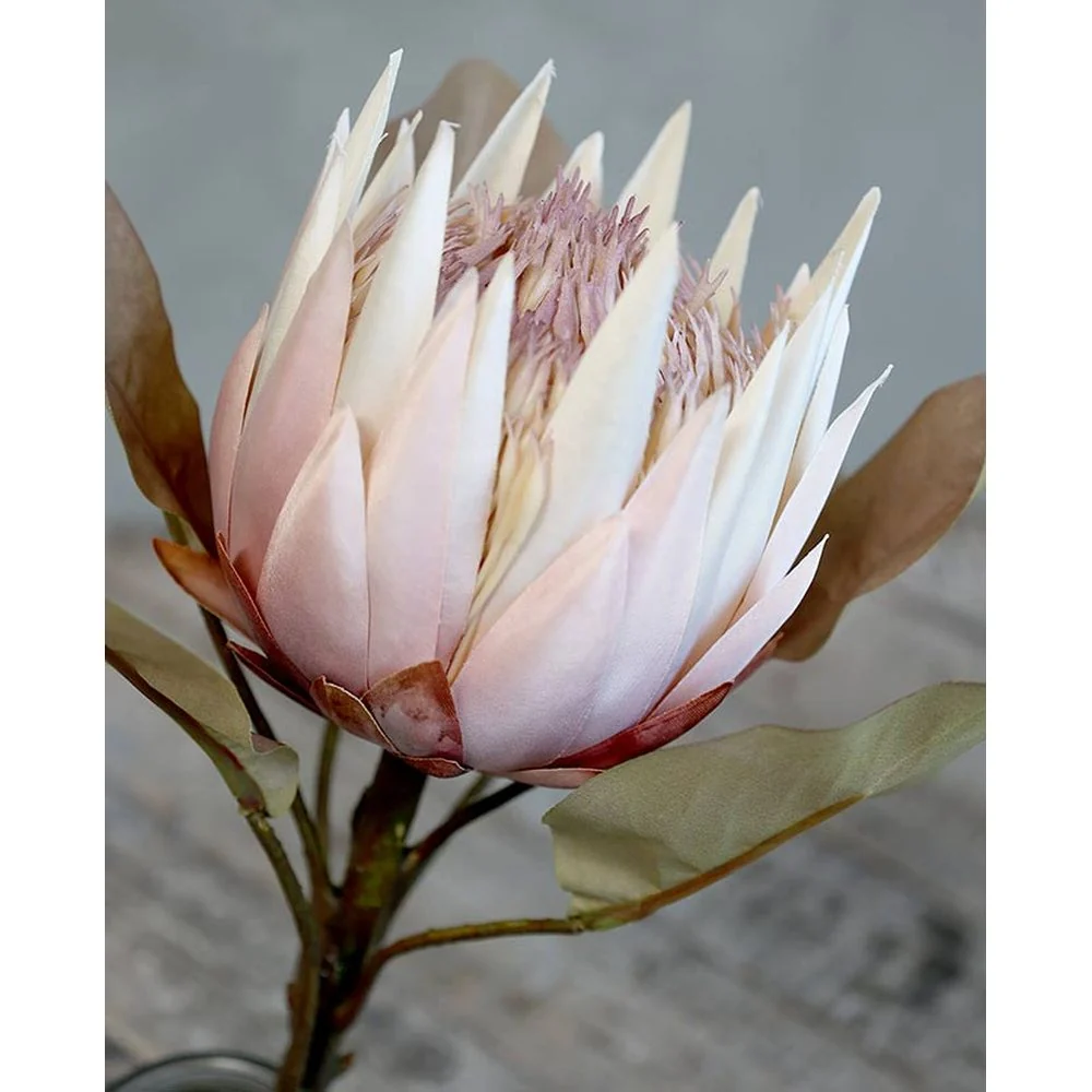 PROTEA szárított hatású protea művirág 66 cm