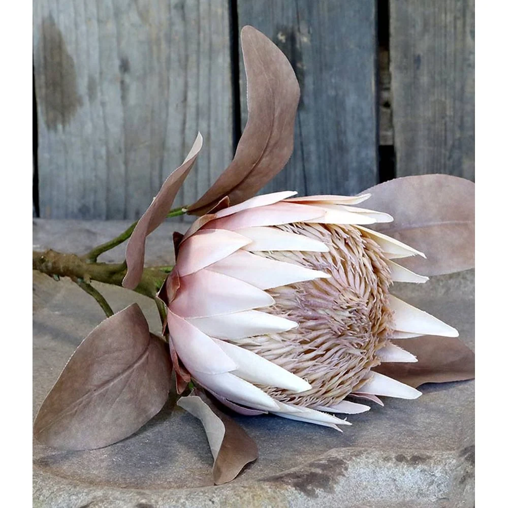 PROTEA szárított hatású protea művirág 66 cm
