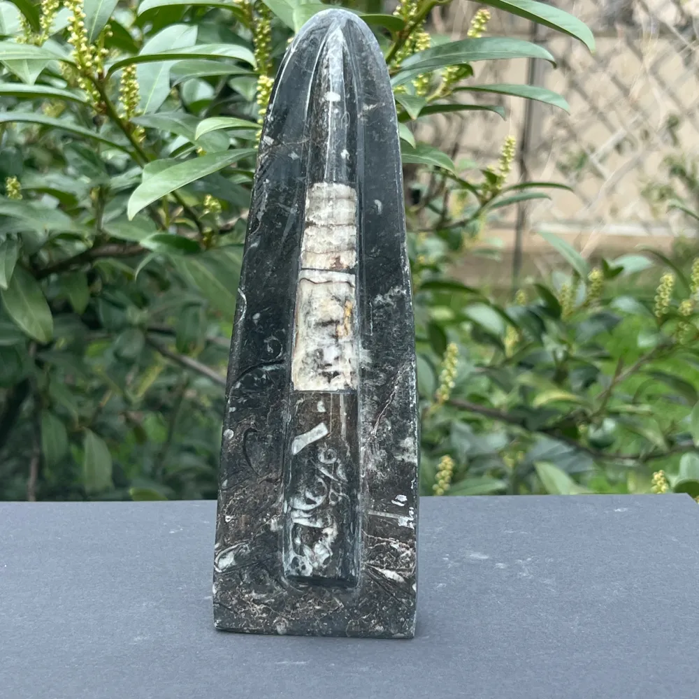 Orthoceras Fosszília Szobor