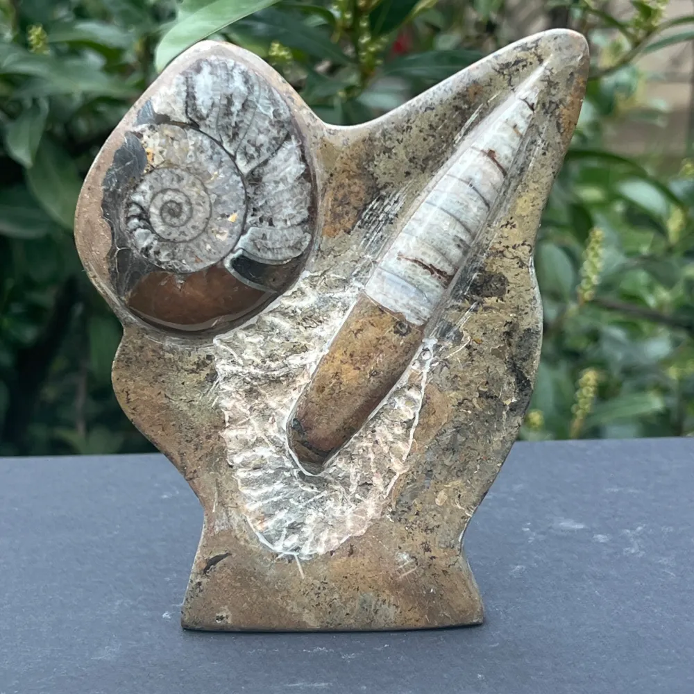 Ammonit szobor, Orthoceras fosszília 15 cm