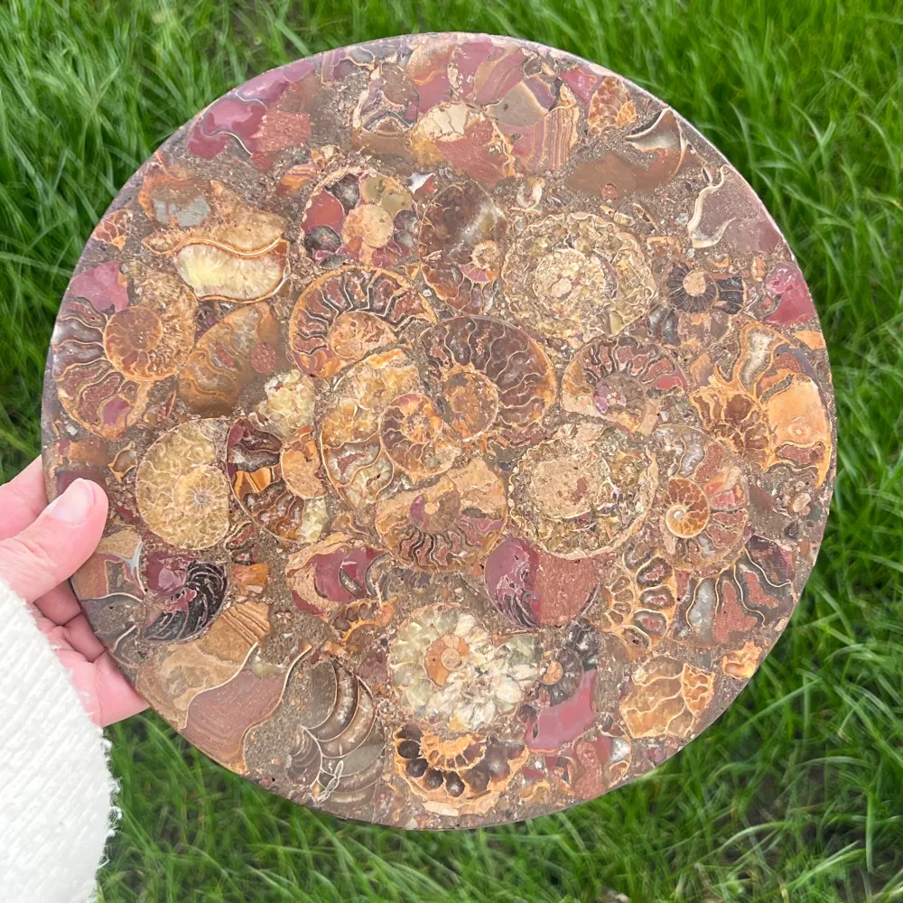 XL amonit szelet fosszília 25 cm modell 1